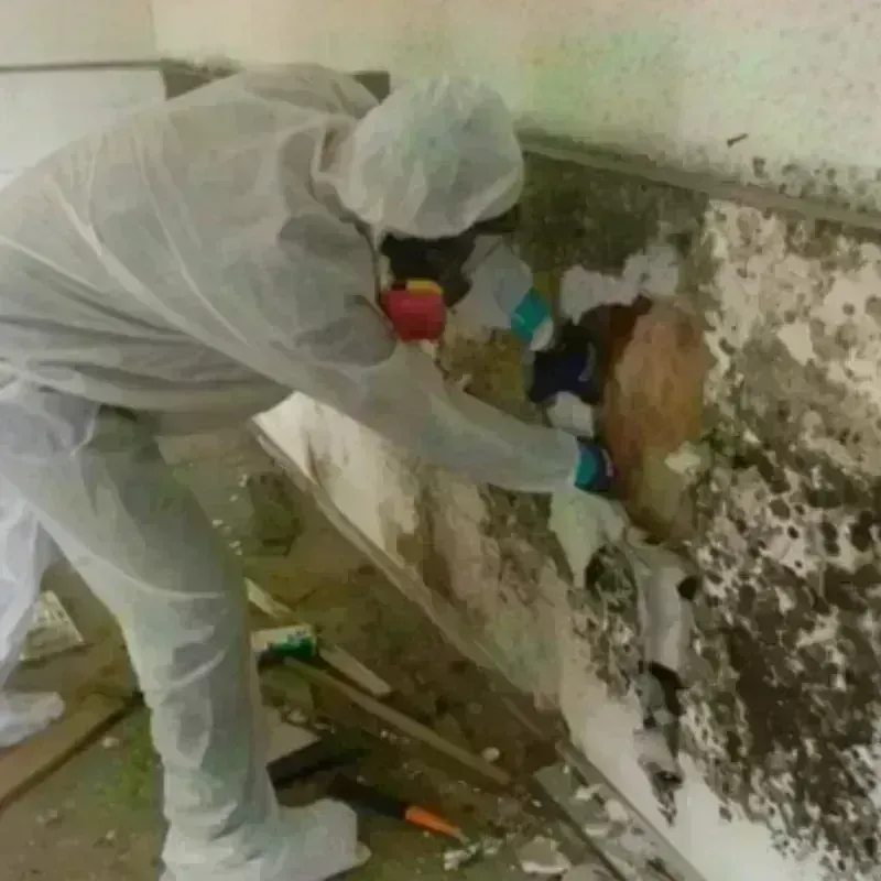 Mold Remediation and Removal in Newburyport, MA